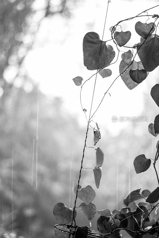 下雨的时候树叶在森林里