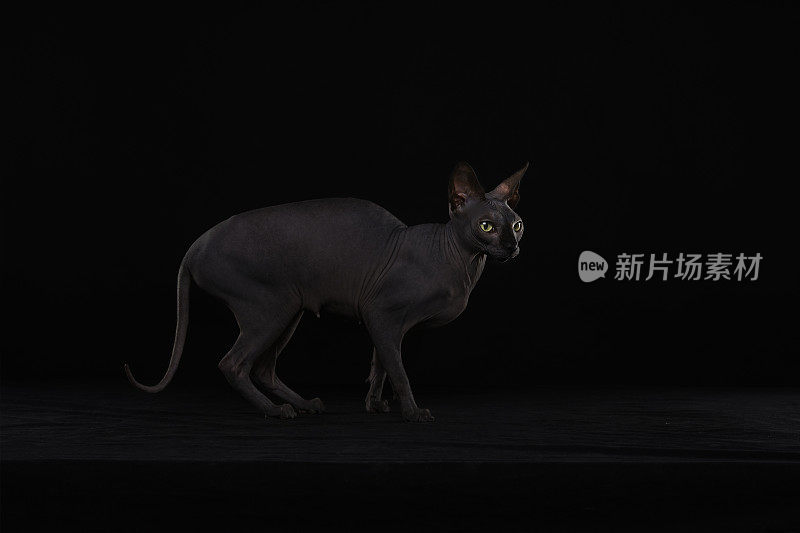 Sphynx猫