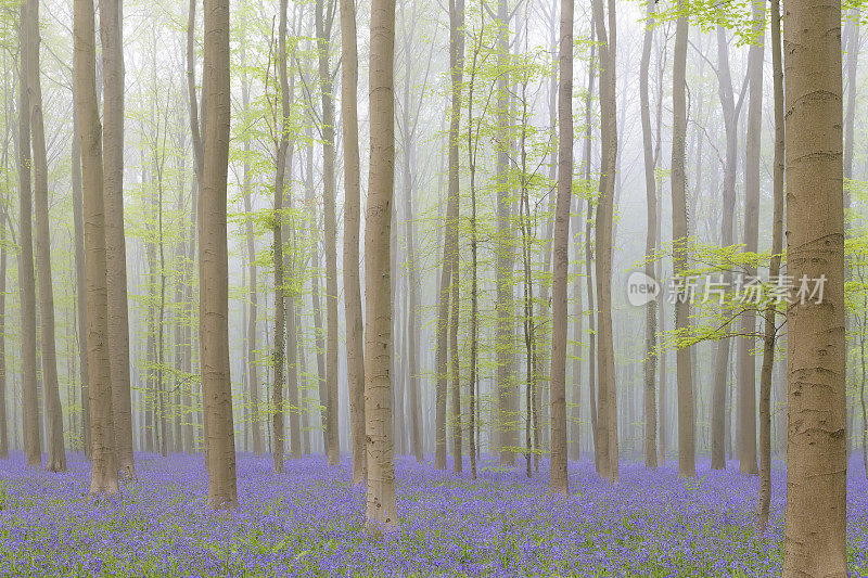 雾蒙蒙的蓝铃森林