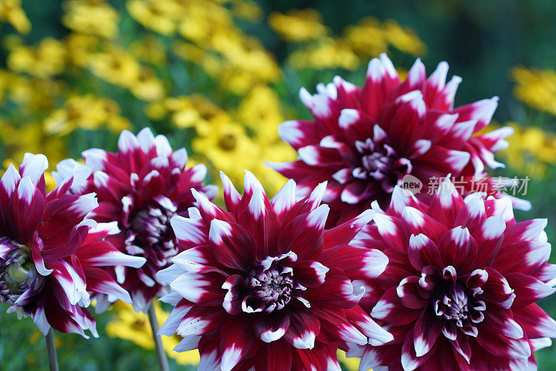 大丽花和helenium