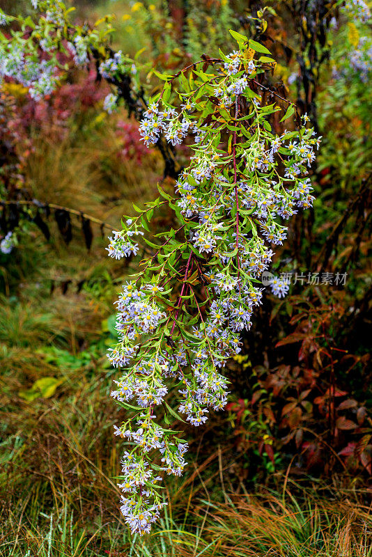 紫花紫菀