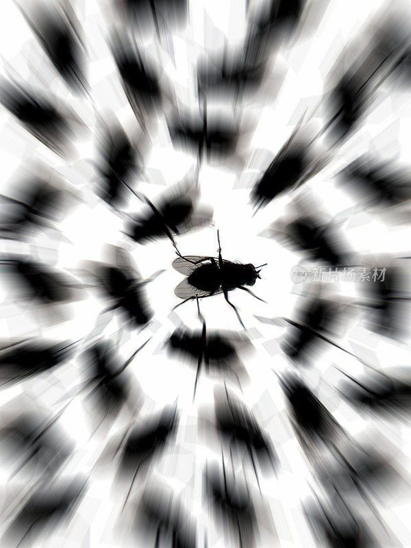 带有缩放效果的苍蝇可以作为自然背景。