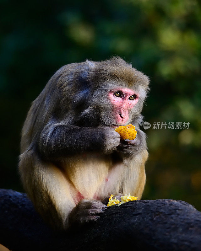 如果吃食物的猴子