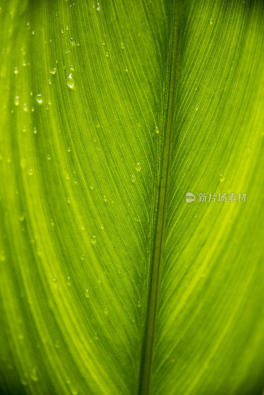 带雨滴的叶子