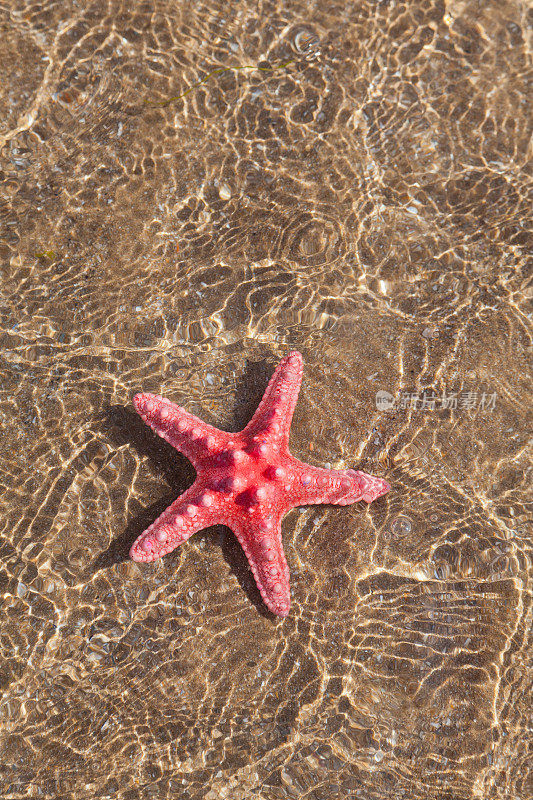 海滩上的海星