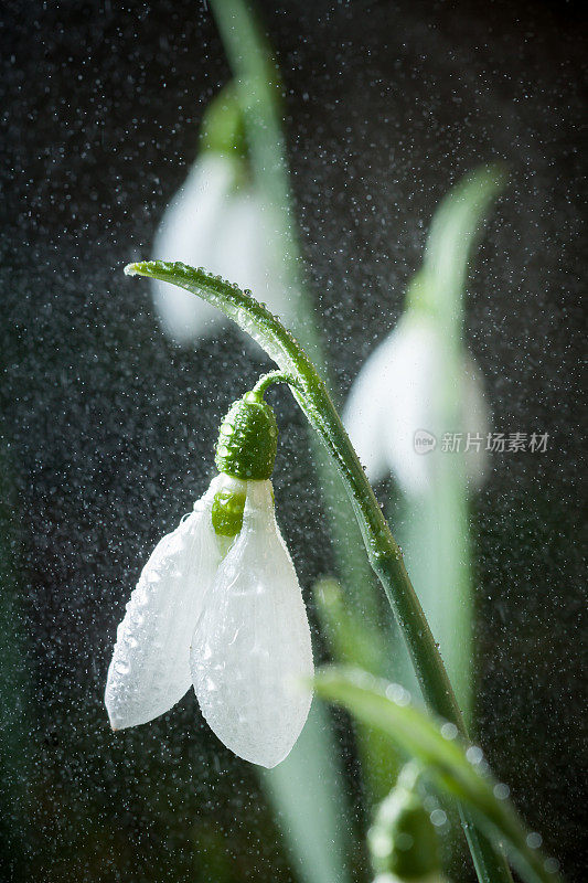 雪花莲是春天的使者