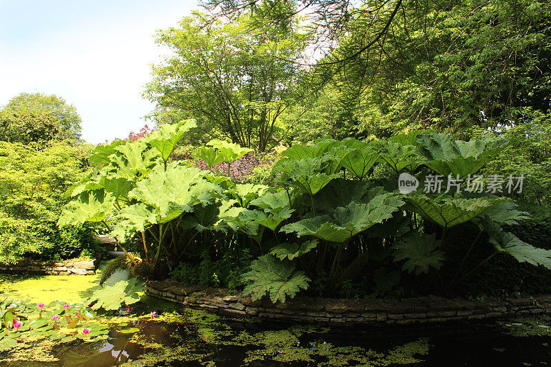 花园池塘的形象与睡莲，gunnera，浮萍，桦树