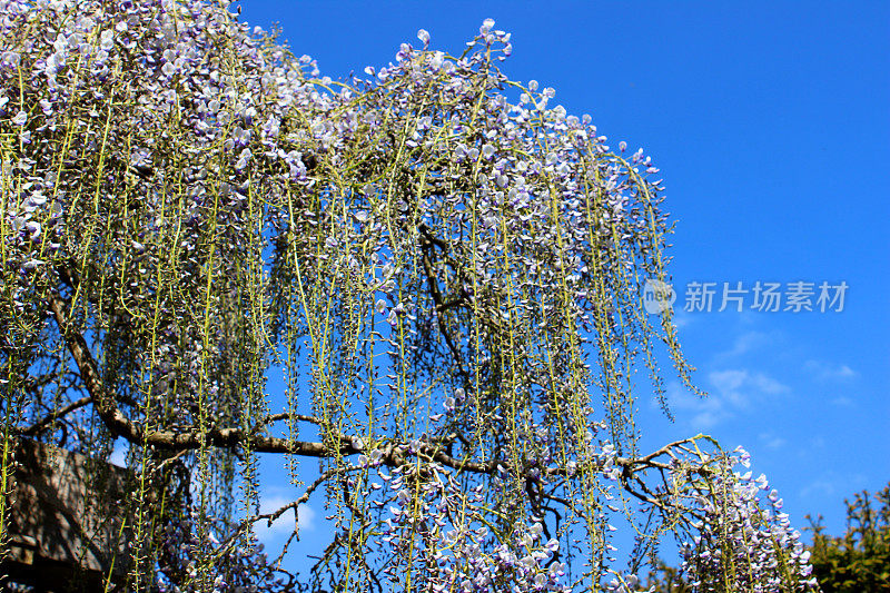 图片显示紫紫藤花(日本紫藤)