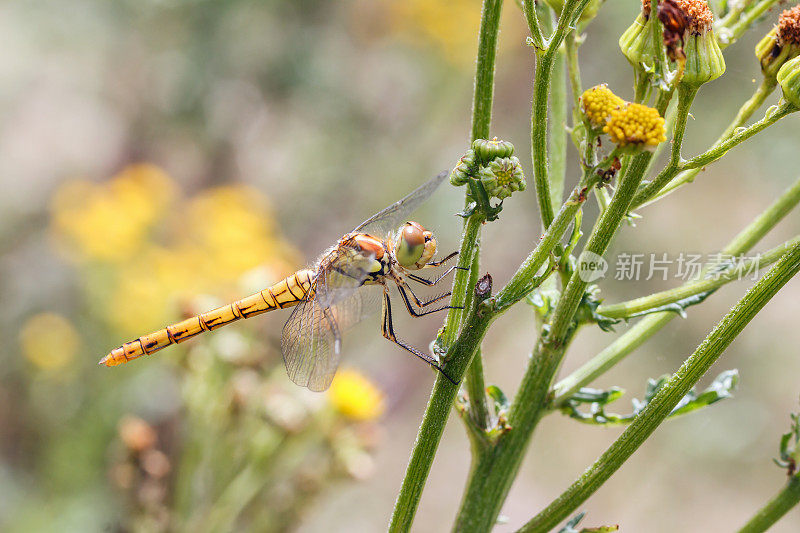 蜻蜓在艾菊