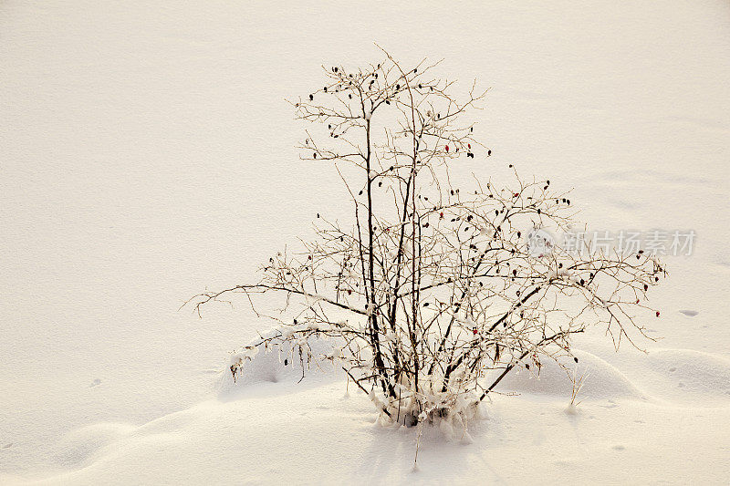 在冬天日落时，有雪白的玫瑰丛景观。