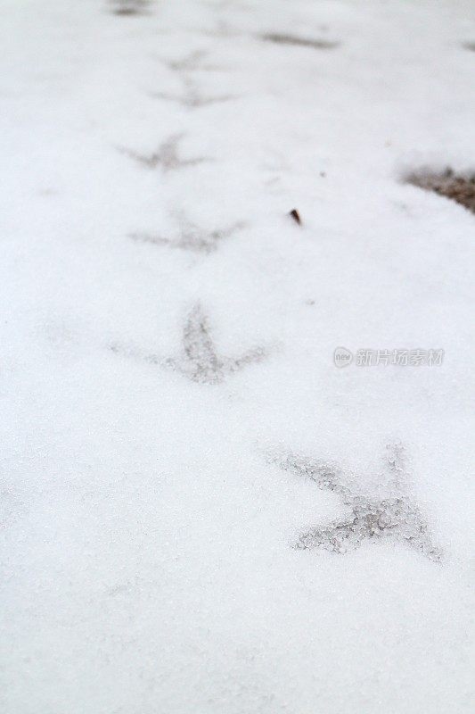 雪上松鸡的脚印