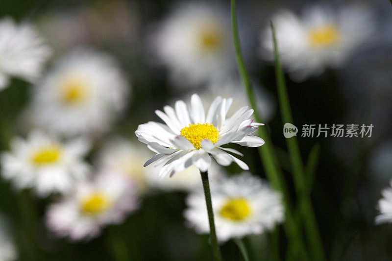 牛眼菊菊(Leucanthemum)