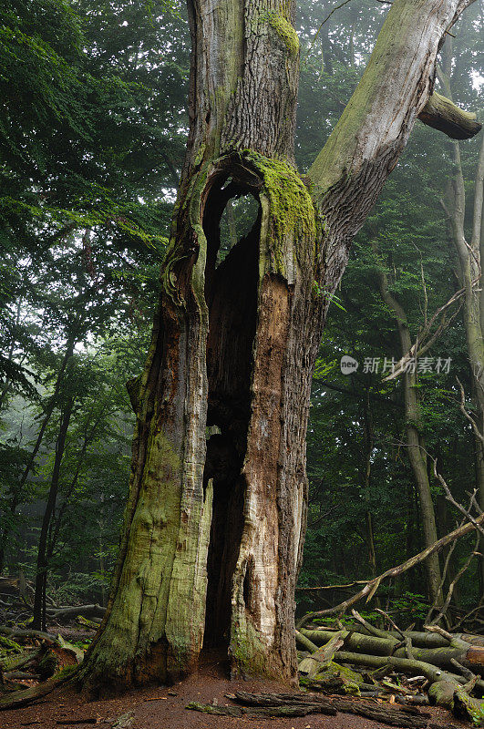 原始森林“萨巴伯格”中的一棵枯树