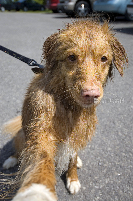 新斯科舍省鸣叫猎犬浑身湿透