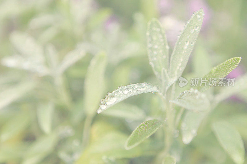 花园里的鼠尾草叶子