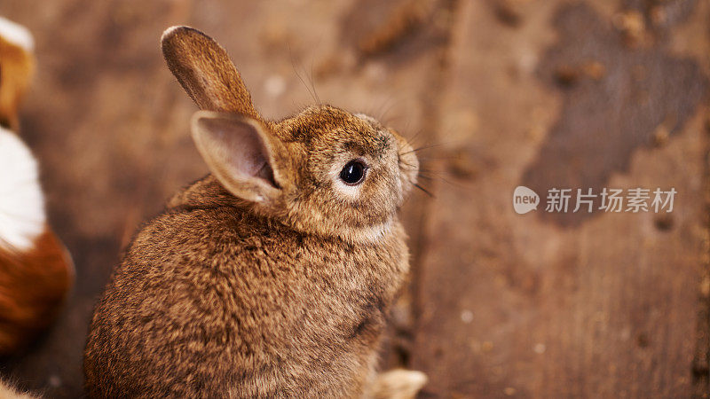 棕色的兔子