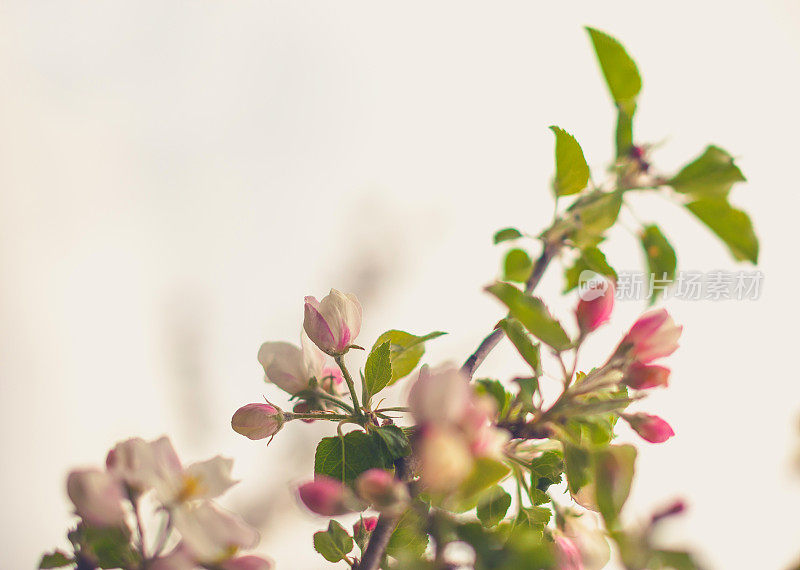 苹果树花