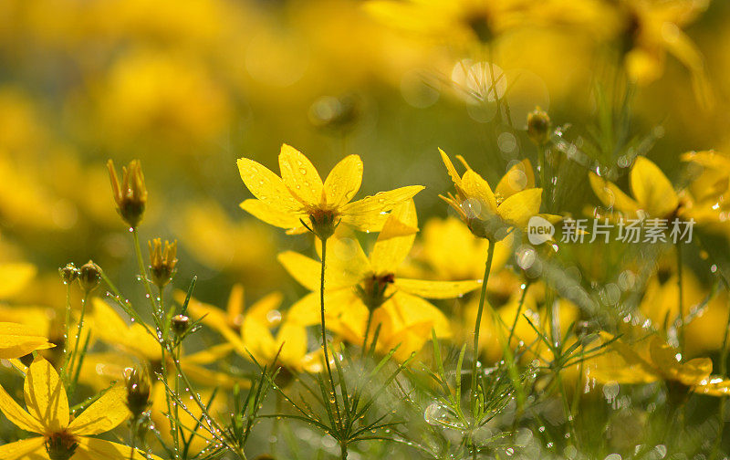 金鸡菊