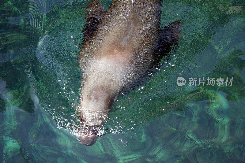 海狮特写镜头