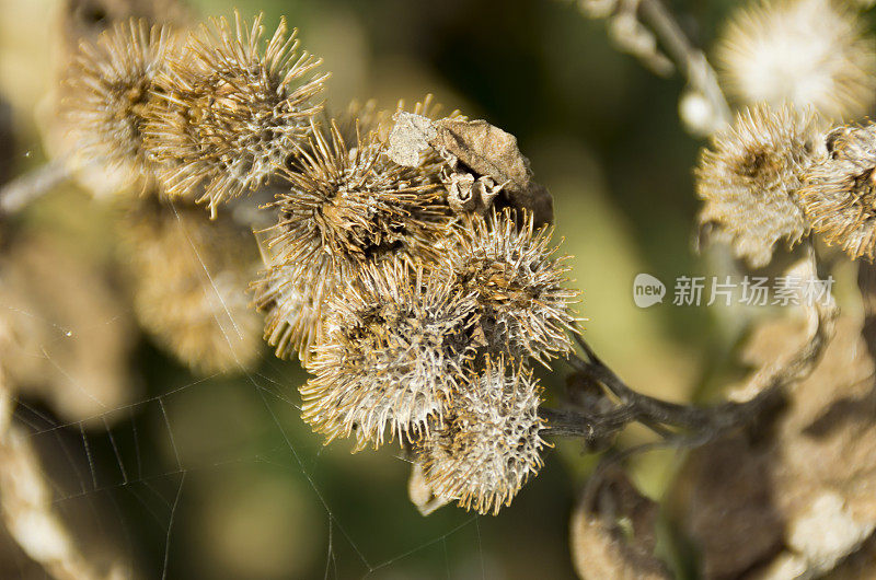 牛蒡种子豆荚