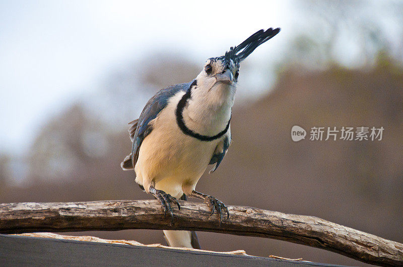 热带杰