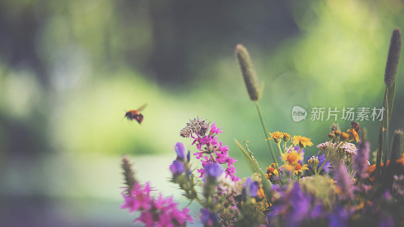 会飞的大黄蜂和夏日的花朵