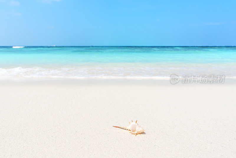 沙滩上的海螺壳