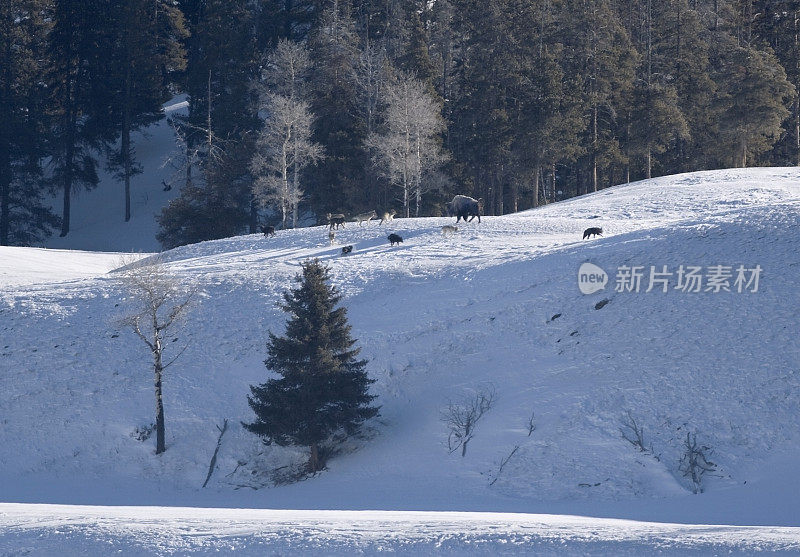 德鲁伊狼群骚扰野牛拉马尔谷黄石国家公园怀俄明州