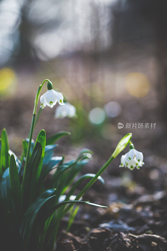 在新鲜的褐色土地上生长的春天的雪花