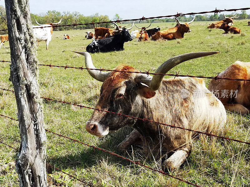 一群德克萨斯长角牛在牧场上休息。
