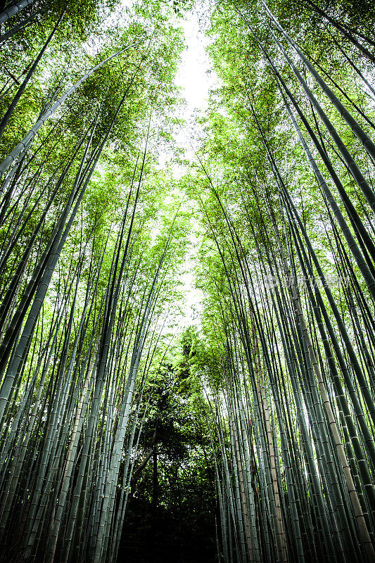 日本京都的岚山竹林