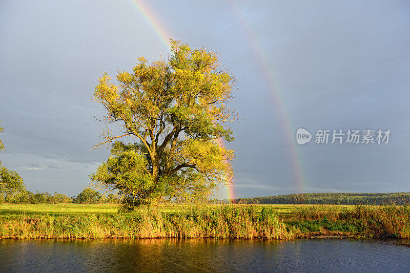 哈维尔河景观有柳树和雨后彩虹。