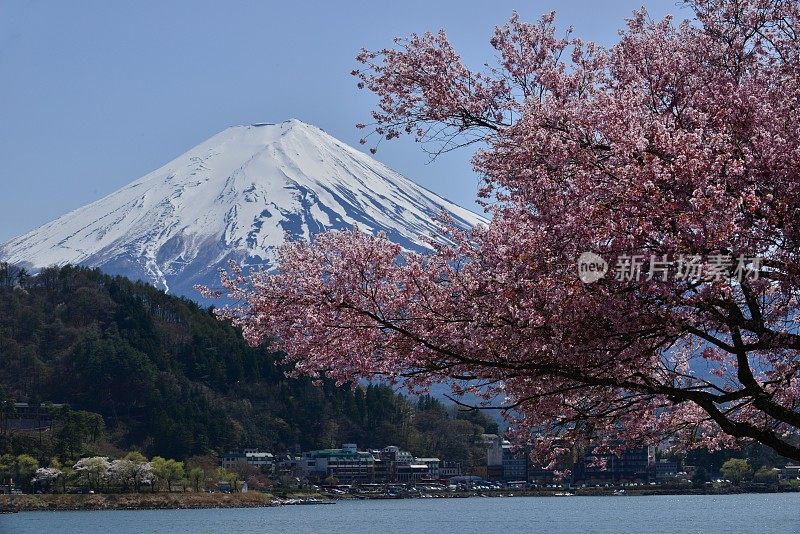 富士山和川口湖的樱花