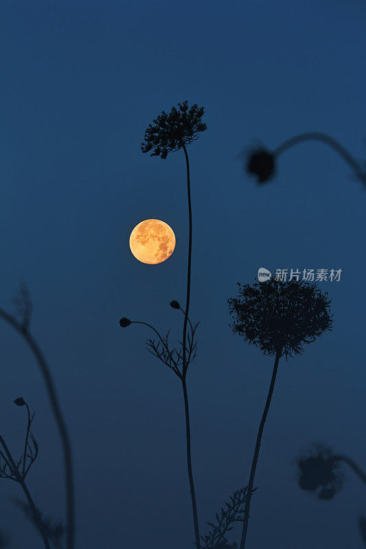 满月和安妮女王的蕾丝