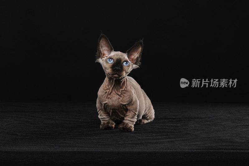 Sphynx猫