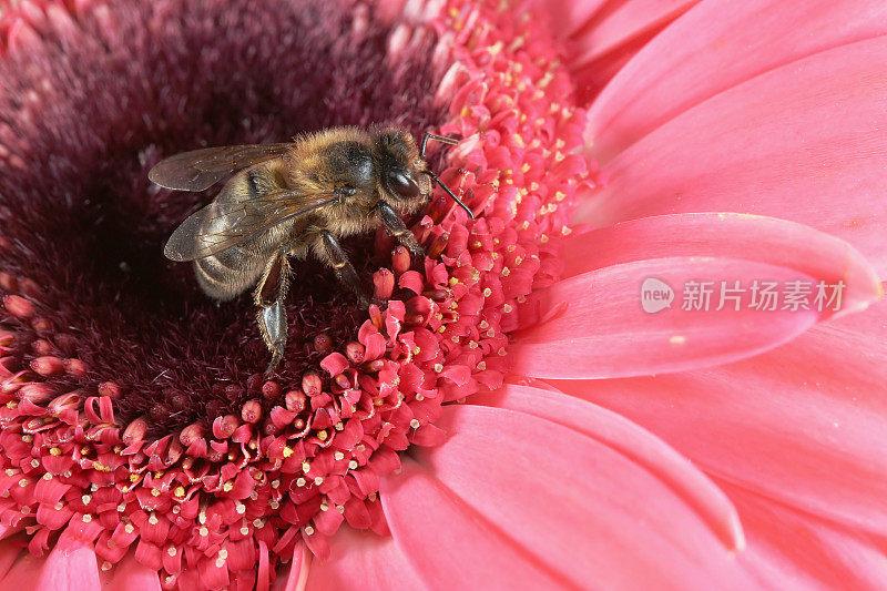 蜜蜂和粉色非洲菊06