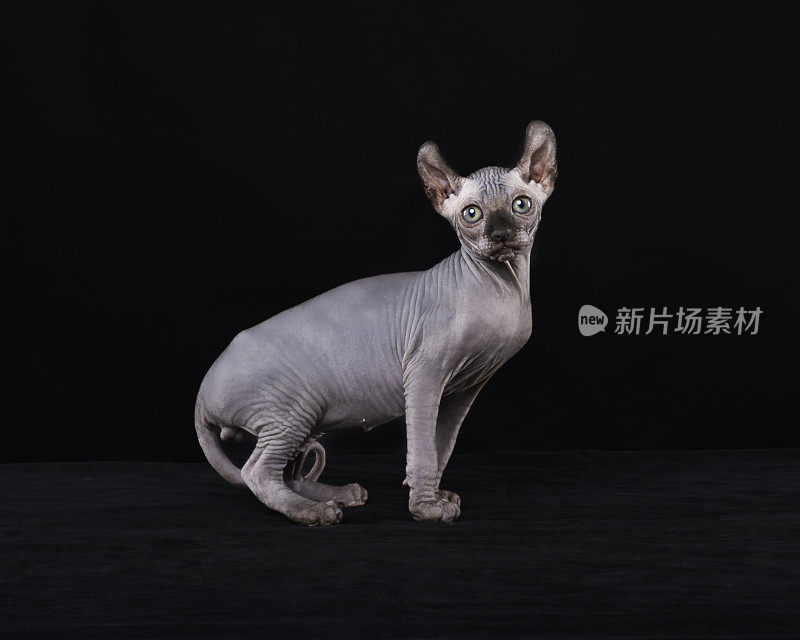 Sphynx猫