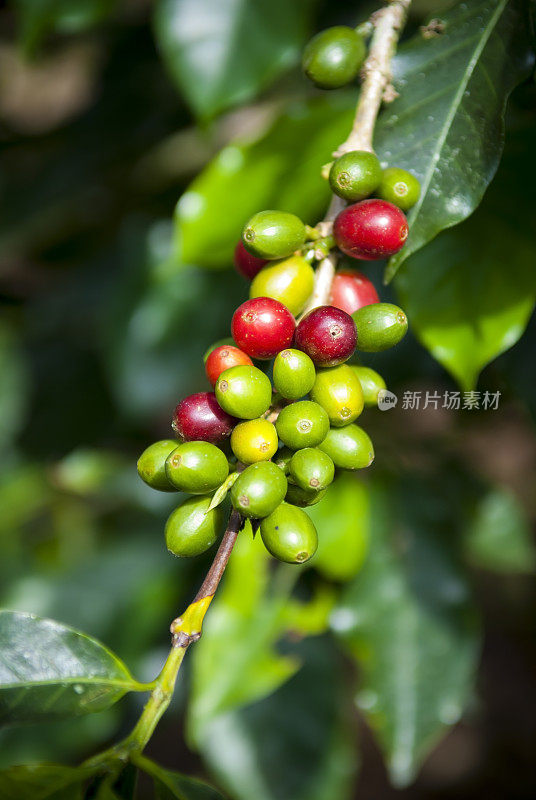 咖啡豆(樱桃)在枝头成熟
