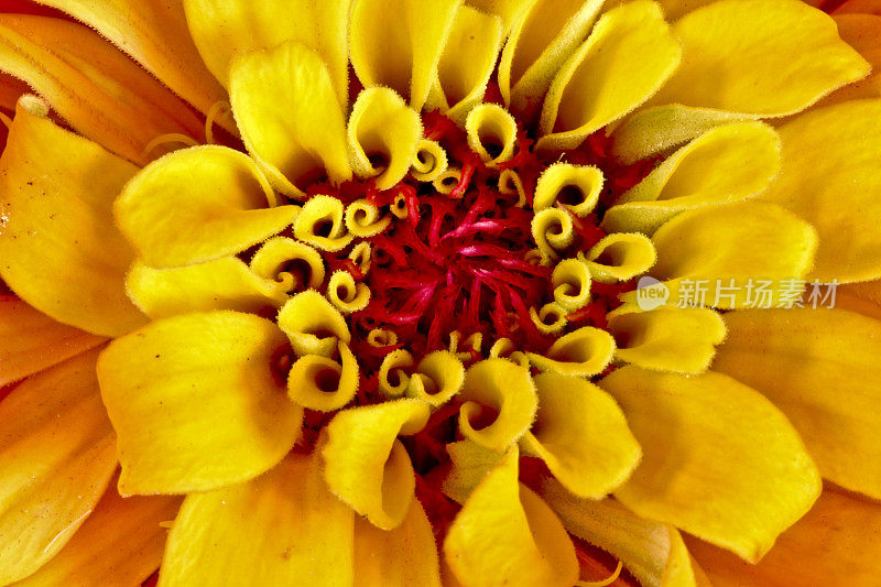 花:黄色百日菊中心的微距