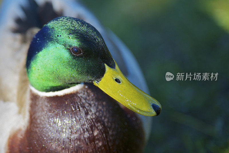 公绿头鸭的肖像在彩色繁殖羽毛