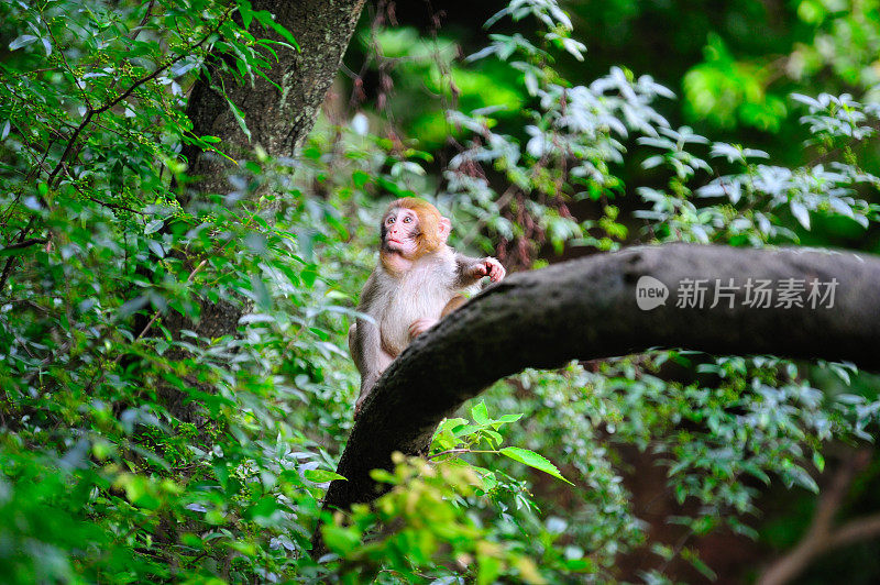 迷路的小猴子