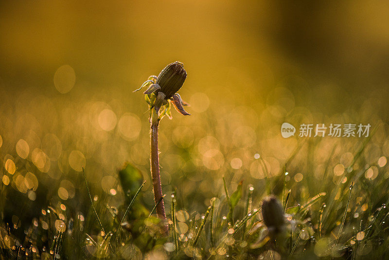 蒲公英花蕾具有散景效果