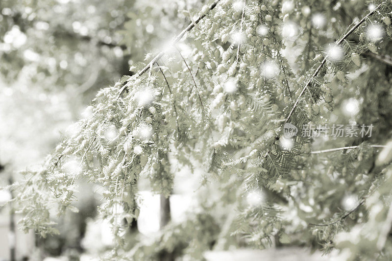 冬季森林场景。在暴风雪期间树木。自然背景。