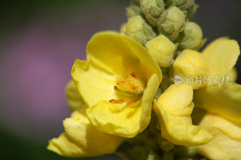 黄色Verbascum