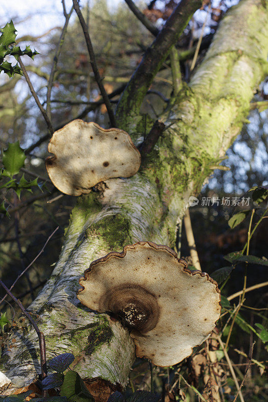 枯死的桦树上的托架真菌