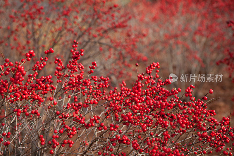 红色美洲冬青背景