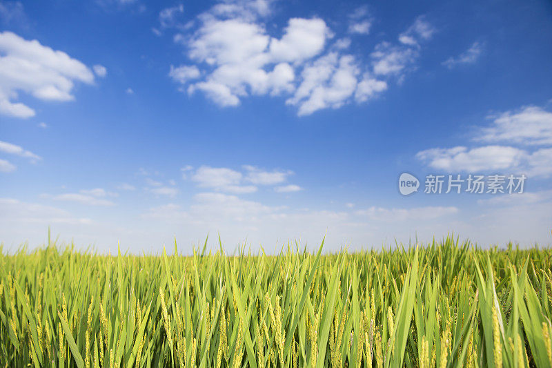 蓝天下的稻田
