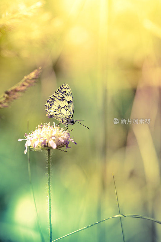 草地上花上的蝴蝶