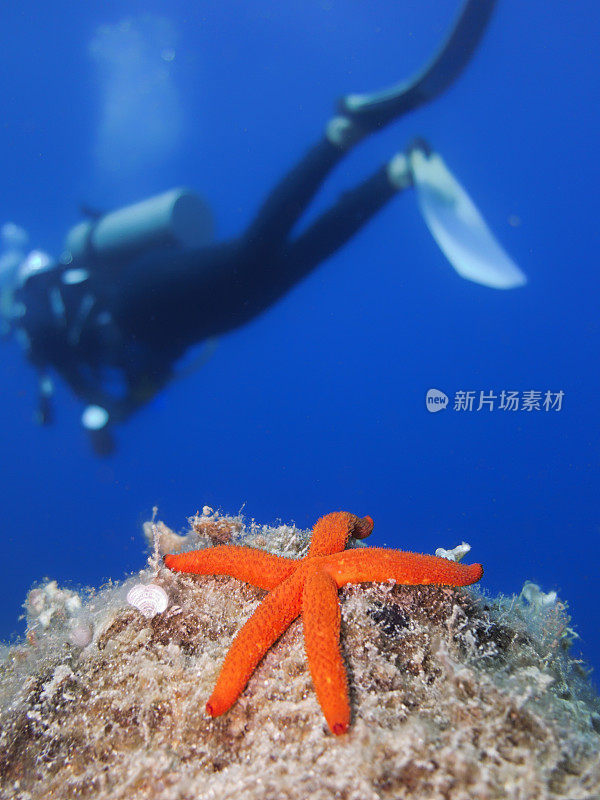 海星和水肺潜水员