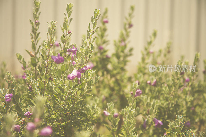生长在德克萨斯州的紫色鼠尾草。